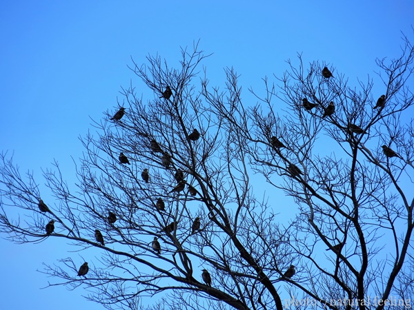 つぐみと空2.JPG