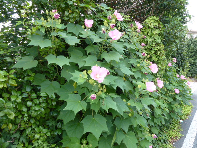 866 別の木、芙蓉