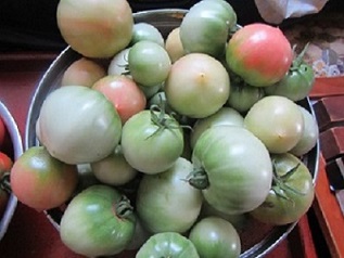野菜１０青いトマト.jpg