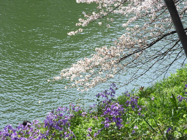 千鳥ヶ淵緑道