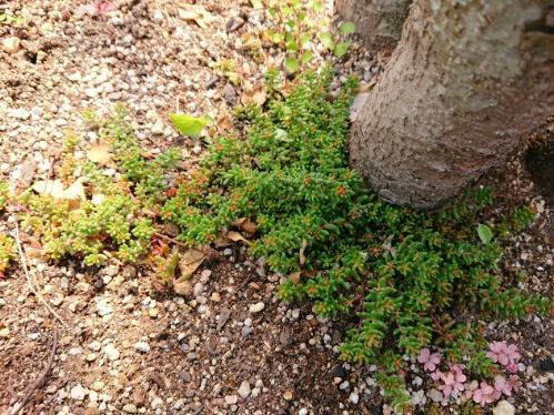 庭に生えてたのは多肉植物 わたし時間のすごし方 楽天ブログ