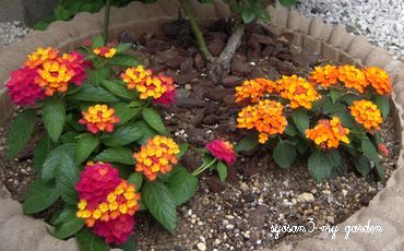 花壇ランタナ.jpg