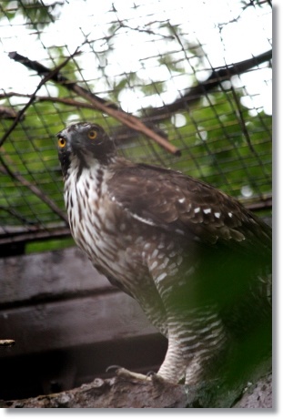 東京旅行-34 上野動物園-34 クマタカ 13.10.5