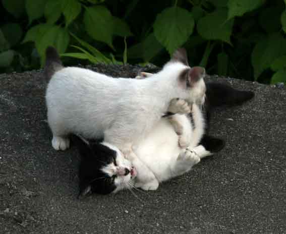 我が家のニャンコ♪2013/7/15-2