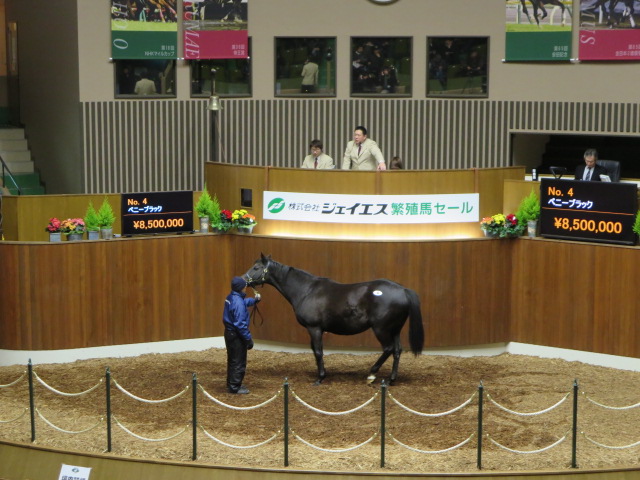 16冬季繁殖馬セール内.JPG