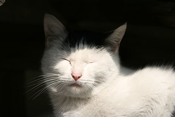 我が家のニャンコ♪2015/1/22-3