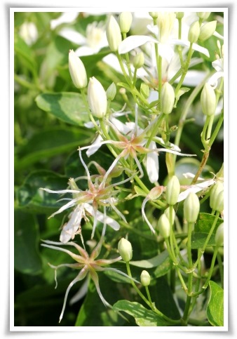 センニンソウ-10 13.9.11