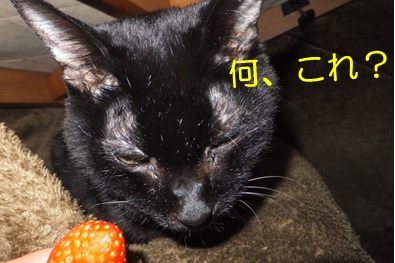 20121127_4.jpg