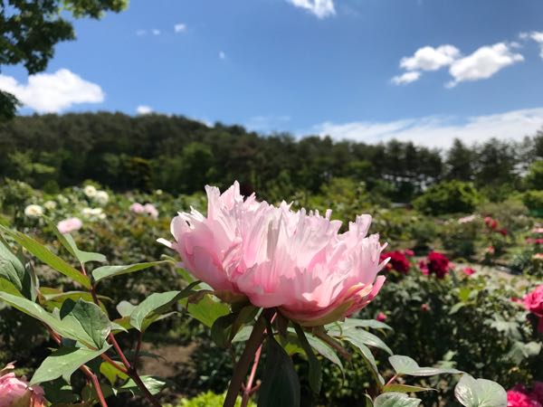 rblog-20170517160914-04.jpg