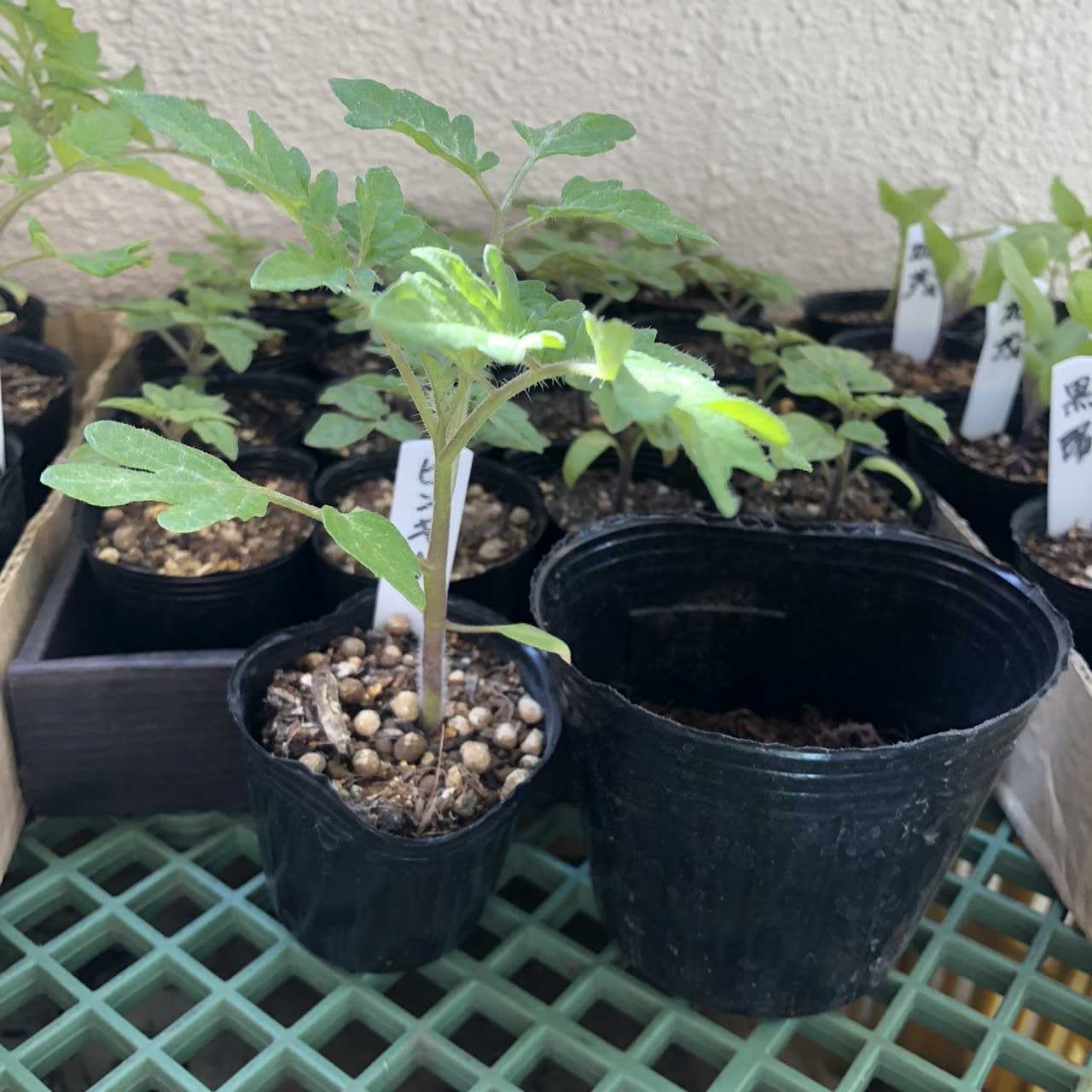 育苗中のナス科の夏野菜 最後の鉢上げ ちょろ松の家庭菜園奮闘記 楽天ブログ