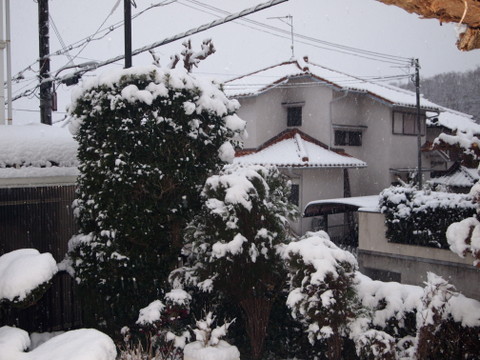 今朝の雪-5