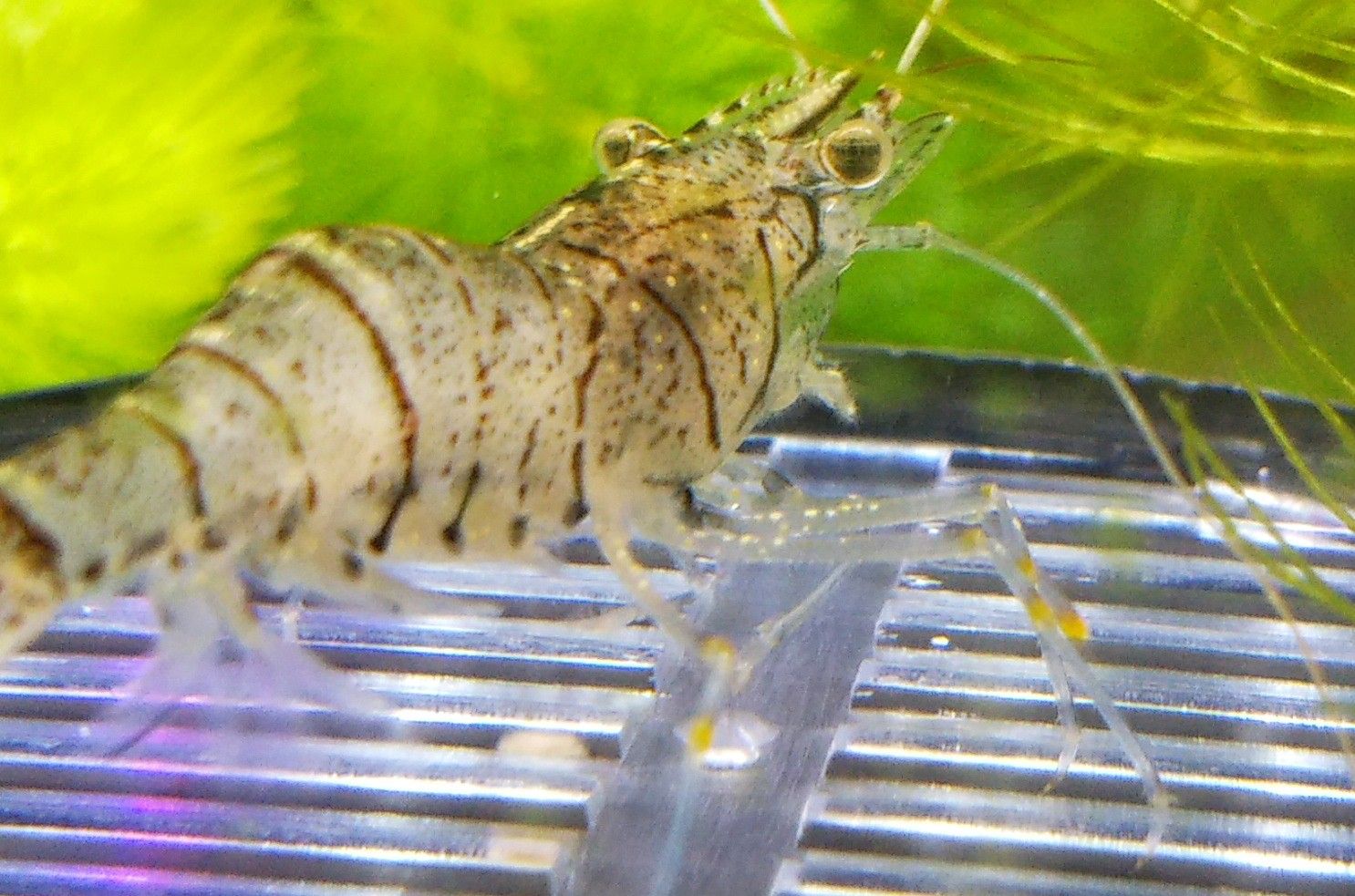 綺麗な筋海老 タニシの稚貝らしき物 ミナミヌマエビの稚海老とミジンコ インパクトドライバー ゆうのお料理日記 農業もやるよ ギフテッドの教育法も 楽天ブログ