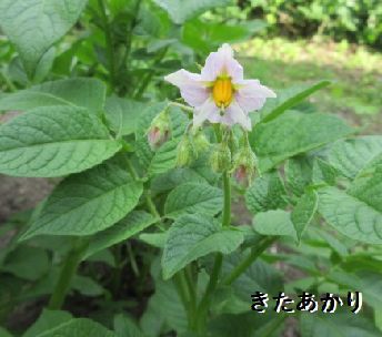 野菜の生長 収穫 厚田の海 季節の花 楽天ブログ