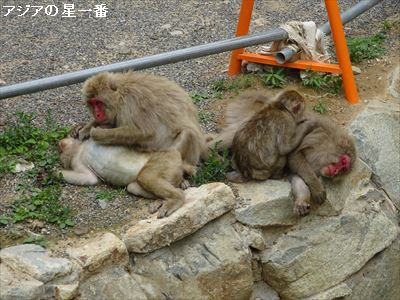 20160705 善光寺　野猿公苑16