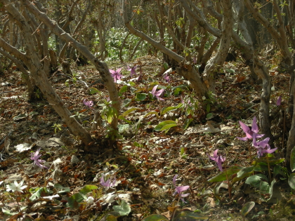 2016-04-12katakuri.JPG
