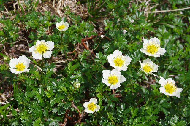 立山の花 タンちゃん の部屋 楽天ブログ
