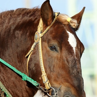ばんえい競馬・シンエイファイト