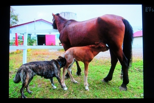 エクレウス牧場 ドロ