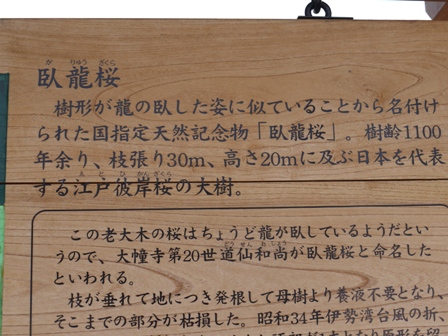 \飛騨臥龍桜２３