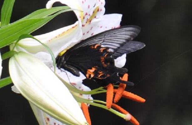 ヤマユリが満開になりつつあります。 カラスアゲハも遊びに来て