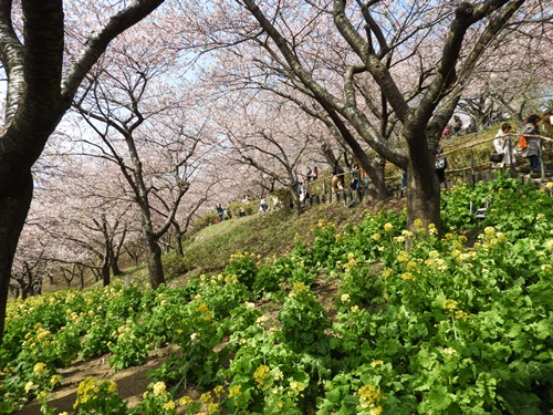 まつだ桜まつり