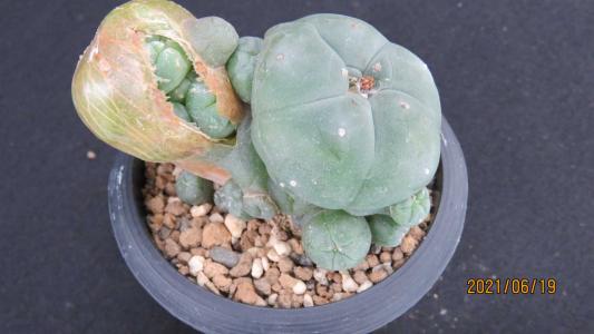 赤花烏羽玉 サボテン：ロフォフォラ 赤花烏羽玉*幅8cm | サボテン＆多肉植物