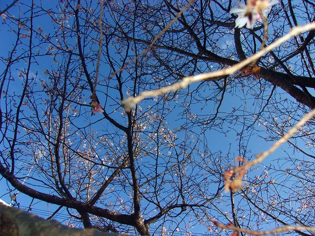 寒桜？.jpg