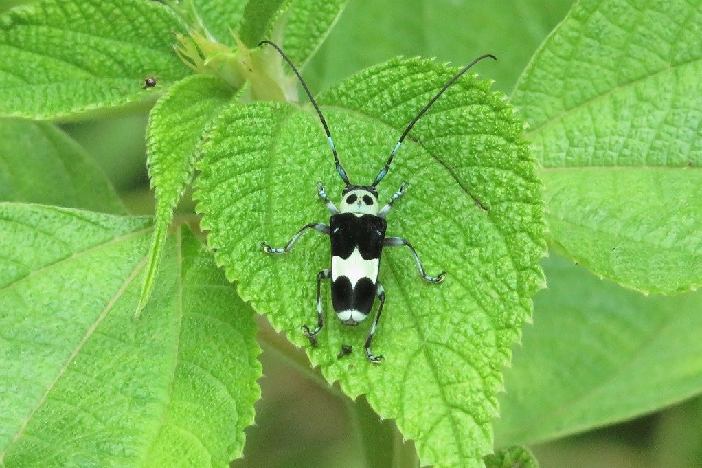 散歩で撮った昆虫達 ラミーカミキリ初見 マドガ ホシホウジャク ゾウムシ オオチャバネセ ベニシジミ おまけ マユミの青い実 キキョウソウ 大分金太郎の花鳥蝶月 楽天ブログ