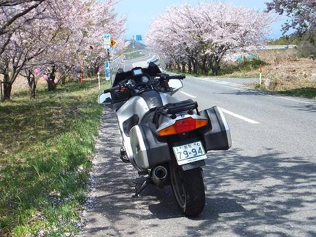 桜とBMW