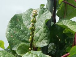 菅谷 花 きまぐれフォトダイアリー 楽天ブログ