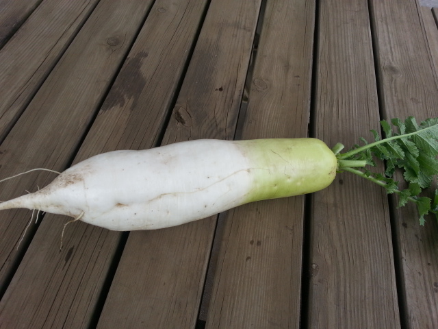20150606 収穫大根.jpg