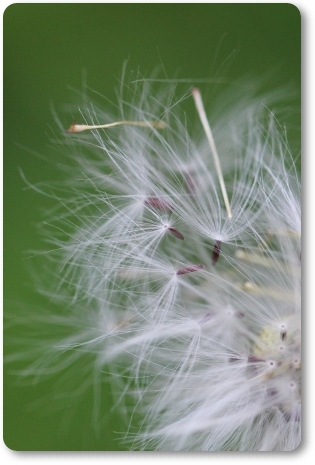 ベニバナボロギク-4 13.9.18