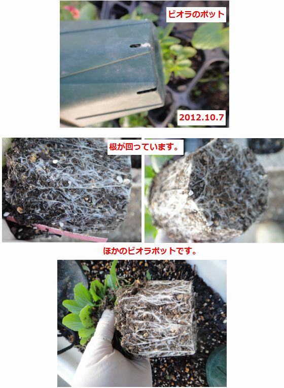 ビオラのポット苗の根