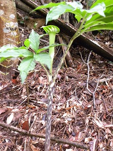 DSCN8928.jpg