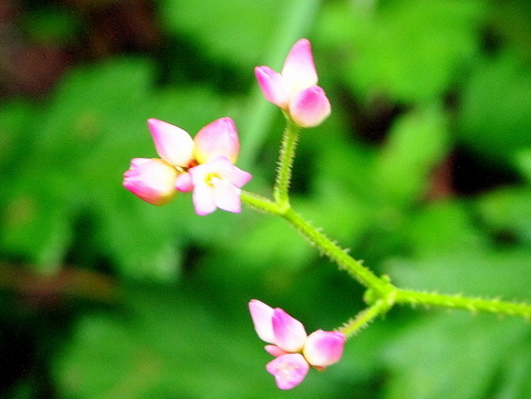 ママコノシリヌグイ　茎のトゲ