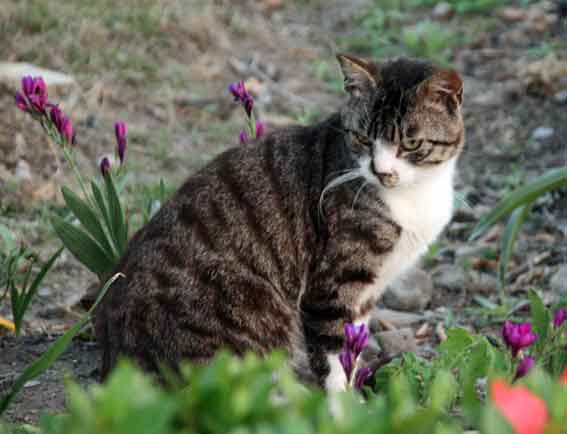 我が家のニャンコ♪2013/5/23-2