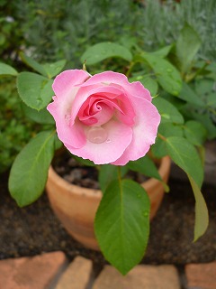P1240227ss.jpg