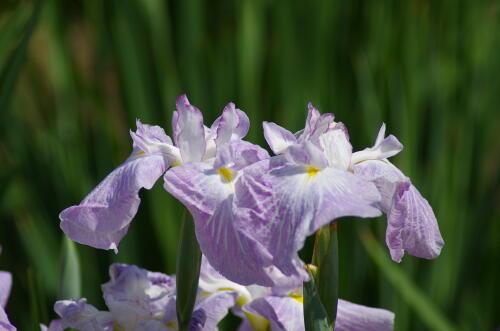 堀切菖蒲園の花菖蒲