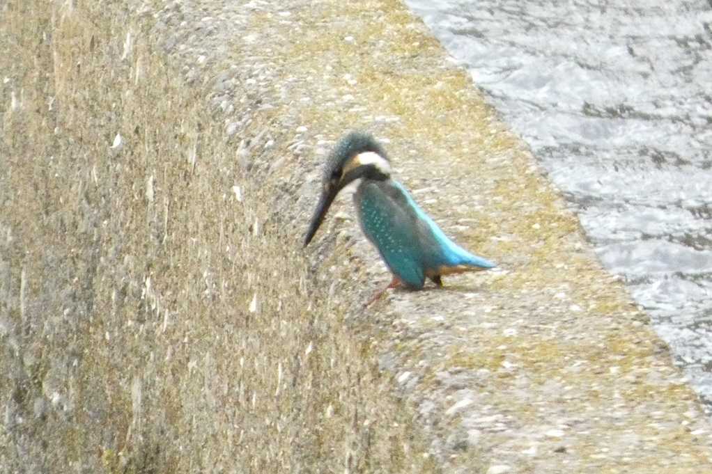 515