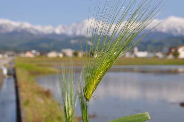 剱岳