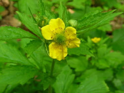 06-19杜歩きレポートdaikonsou (1).JPG