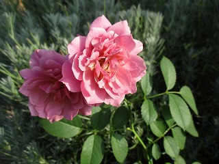IMG_7272ss.jpg