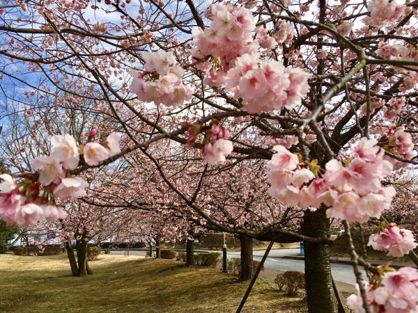 伊豆高原駅周辺のおおかん桜が見頃に ぱるちゃんのブログ 旅人をお迎えしたり旅人だったり 楽天ブログ