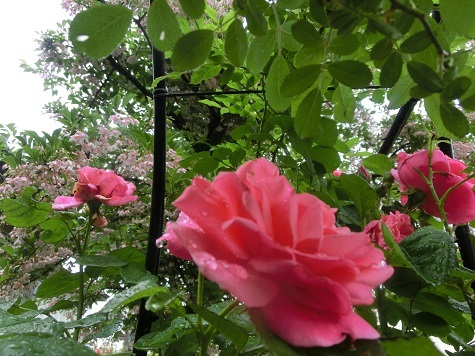 薔薇マガリ