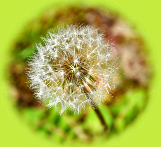 花５