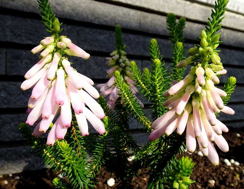 34ページ目の 今咲いている花 Gazengamaのブログ 散歩中に出合った花と趣味の陶芸作品 楽天ブログ