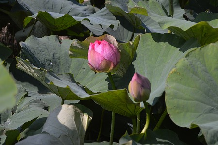 DSC_0173.jpg
