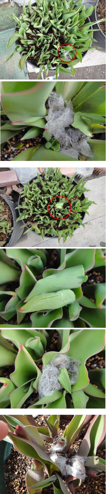 チューリップに隠している不織布の切れ端