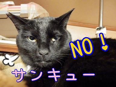 NOサンキュ.JPG