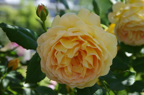 谷津バラ園のバラの花